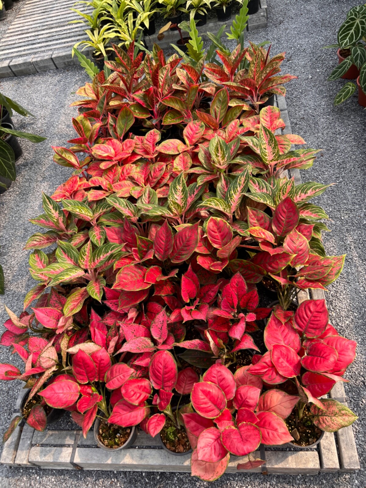 Tree Fern Fiber (Fernwood)