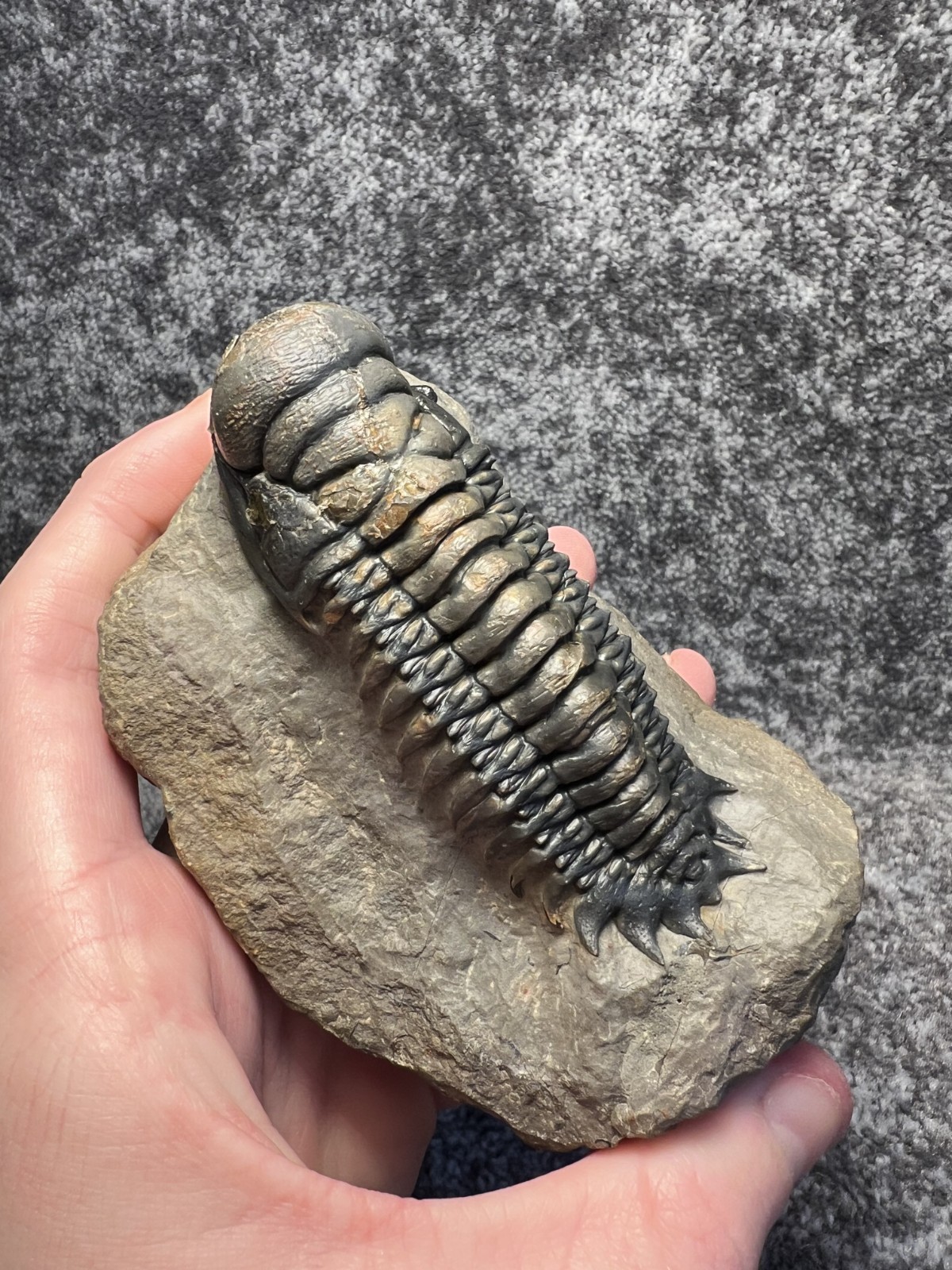 Crotalocephalina (Crotalocephalus) gibbus Trilobite Fossil – Nicely detailed