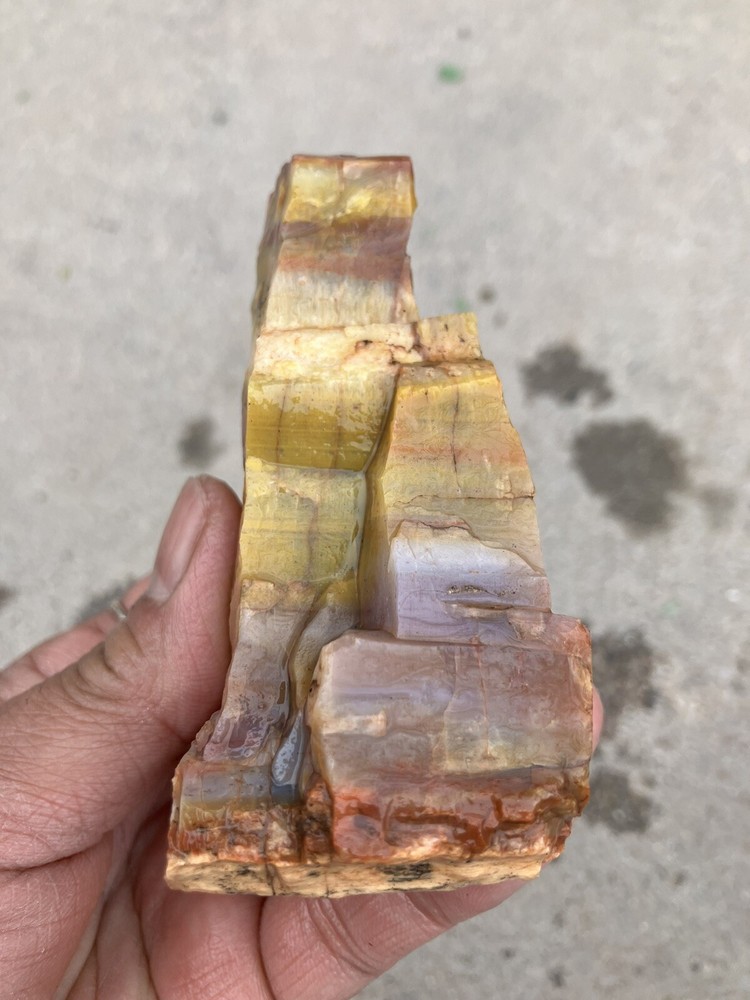 Arizona Petrified Wood