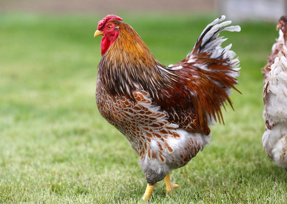 10++ NPIP Blue Laced Red Wyandotte Hatching Eggs - Read Description