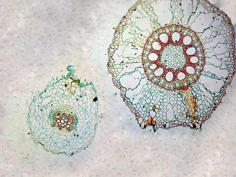 Monocot and Dicot Root Comparison; Cross Section; QS Stain