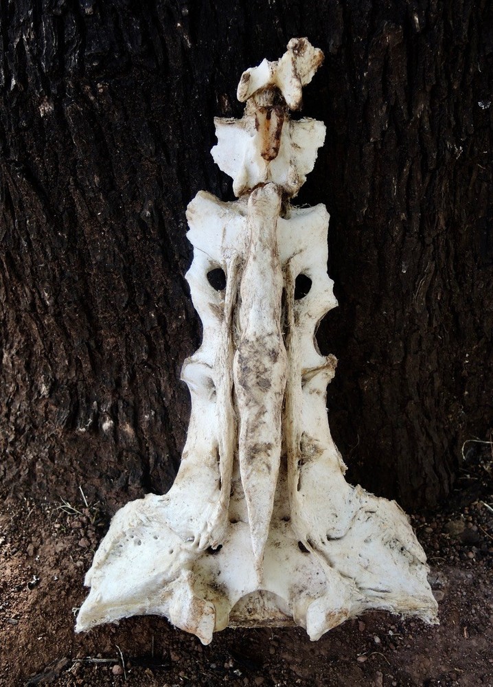 Bovine Cow Sacrum Bone 15"