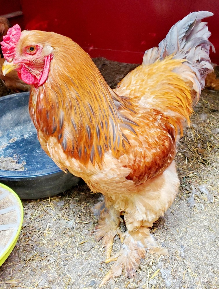 Blue Buff Columbia Brahma Hatching Eggs 8+