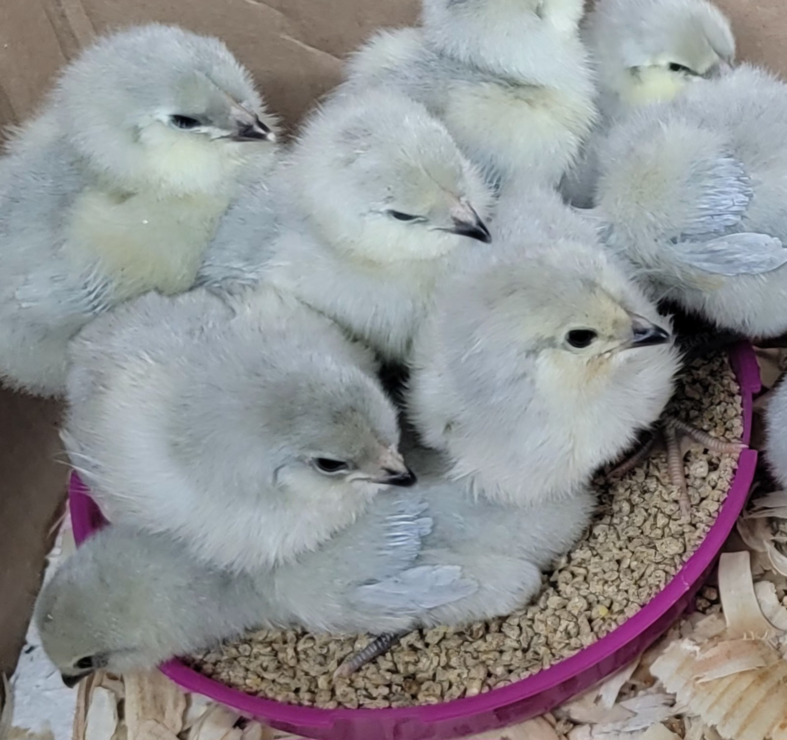 6 Fertile Lavender Ameraucana Hatching Eggs NPIP Certified