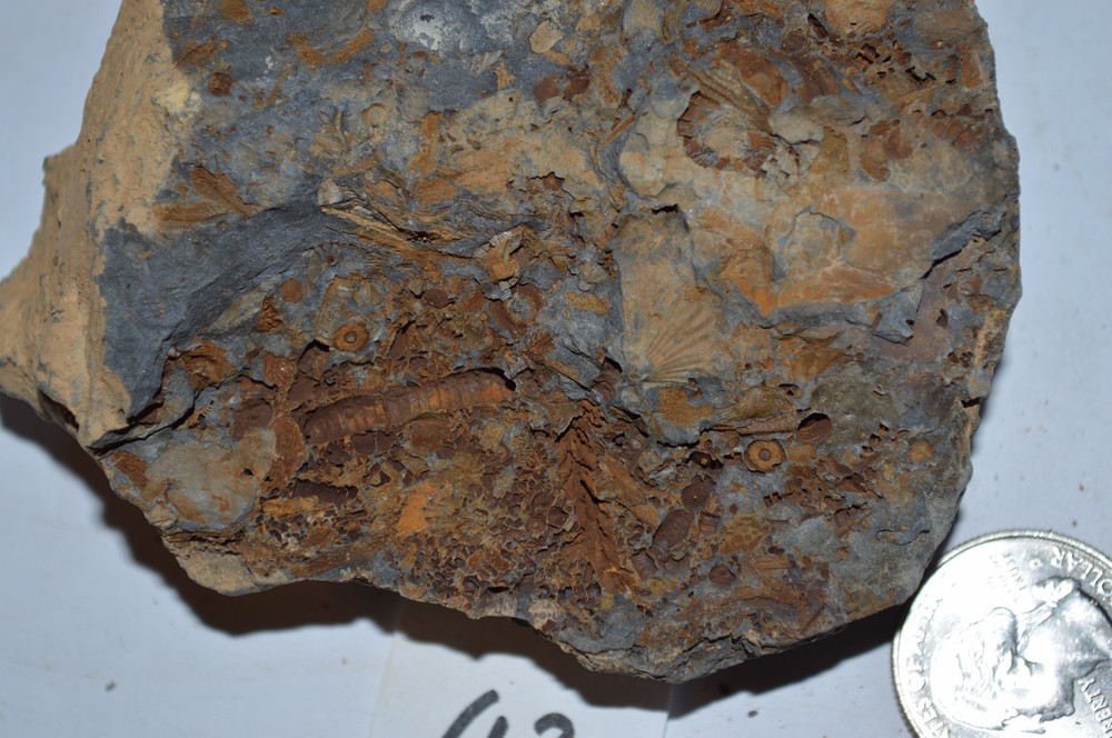 FOSSIL WITH BRACHIOPODS PRINTS ( 43, 22F)