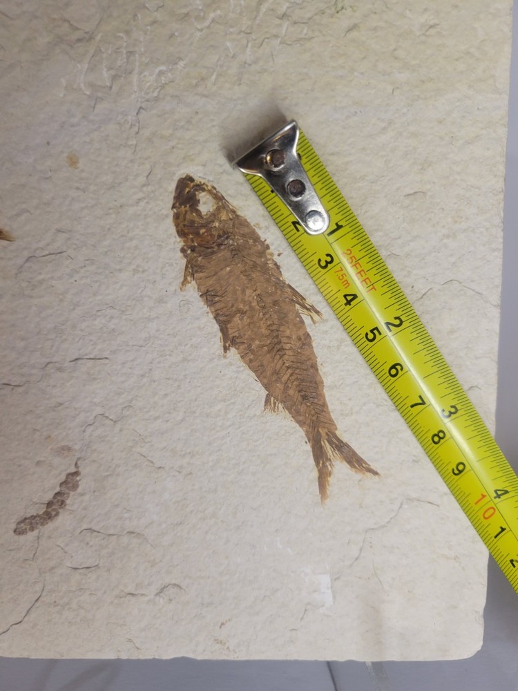 FOSSIL FISH MULTIPLE PLATE (A4)