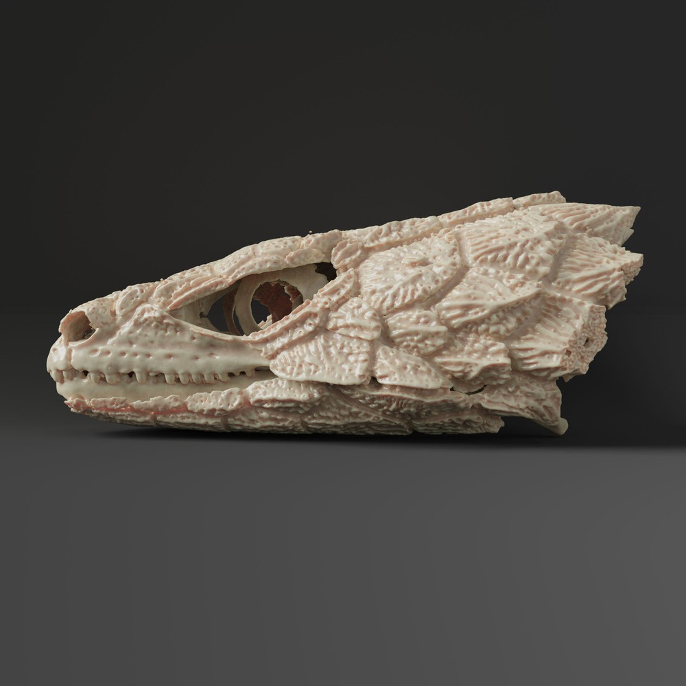 Armadillo lizard skull Replica (Museum Quality)