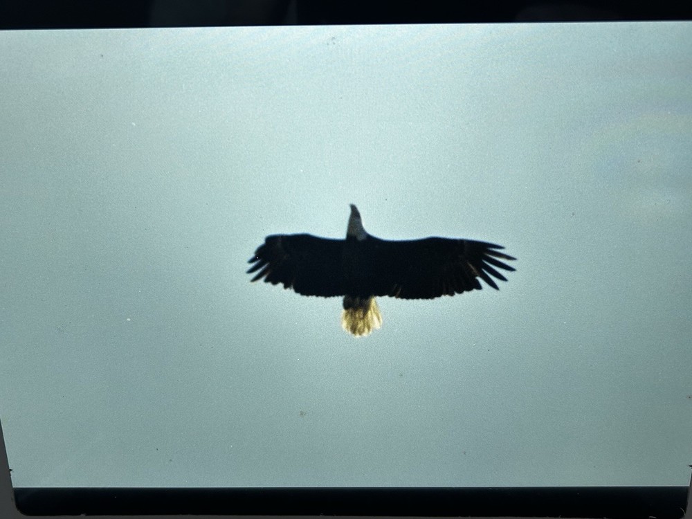 1982 NASA KSC Nature Bald Eagle in Flight Presentation Transparency-577