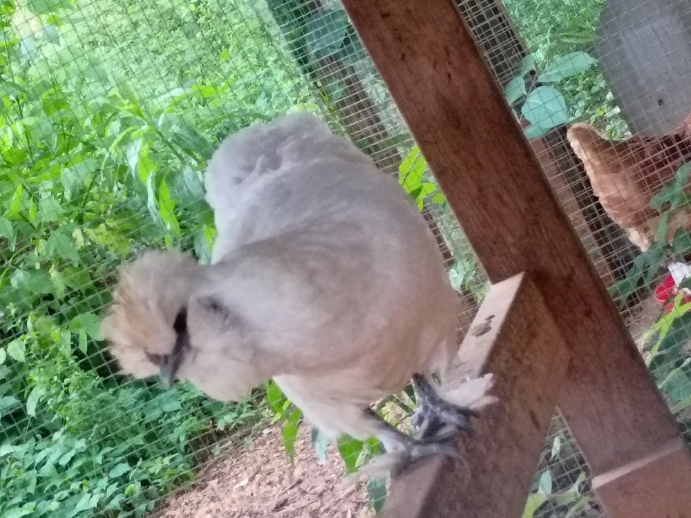 12 + Silkie Hatching Eggs NPIP & AI Clean