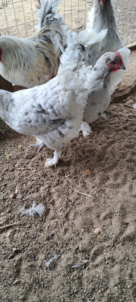 6 Croad Langshan Hatching Eggs (White & Splash)