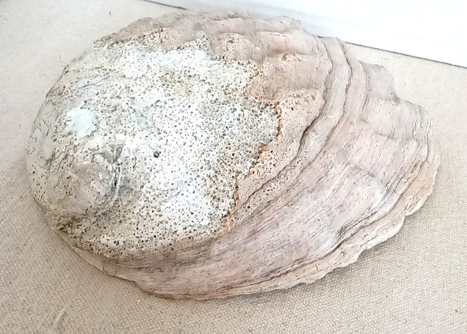 Large 7. 75 inch Abalone Shell Natural Estate Find