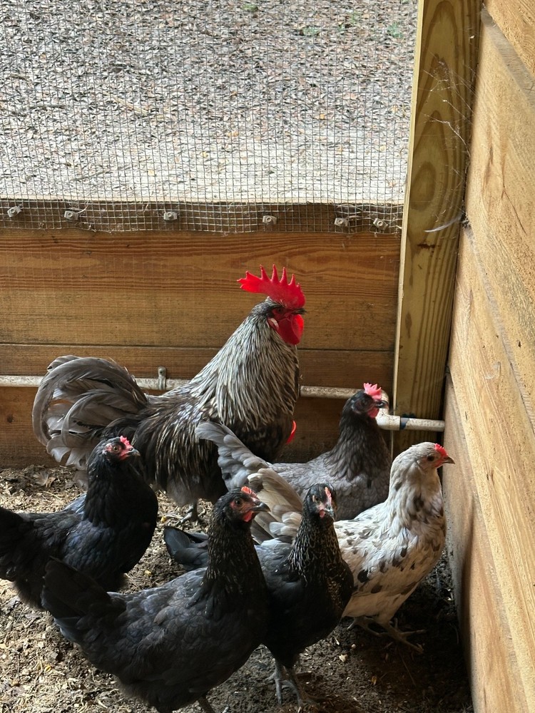 10 Silverudd’s Blue Isbar hatching eggs