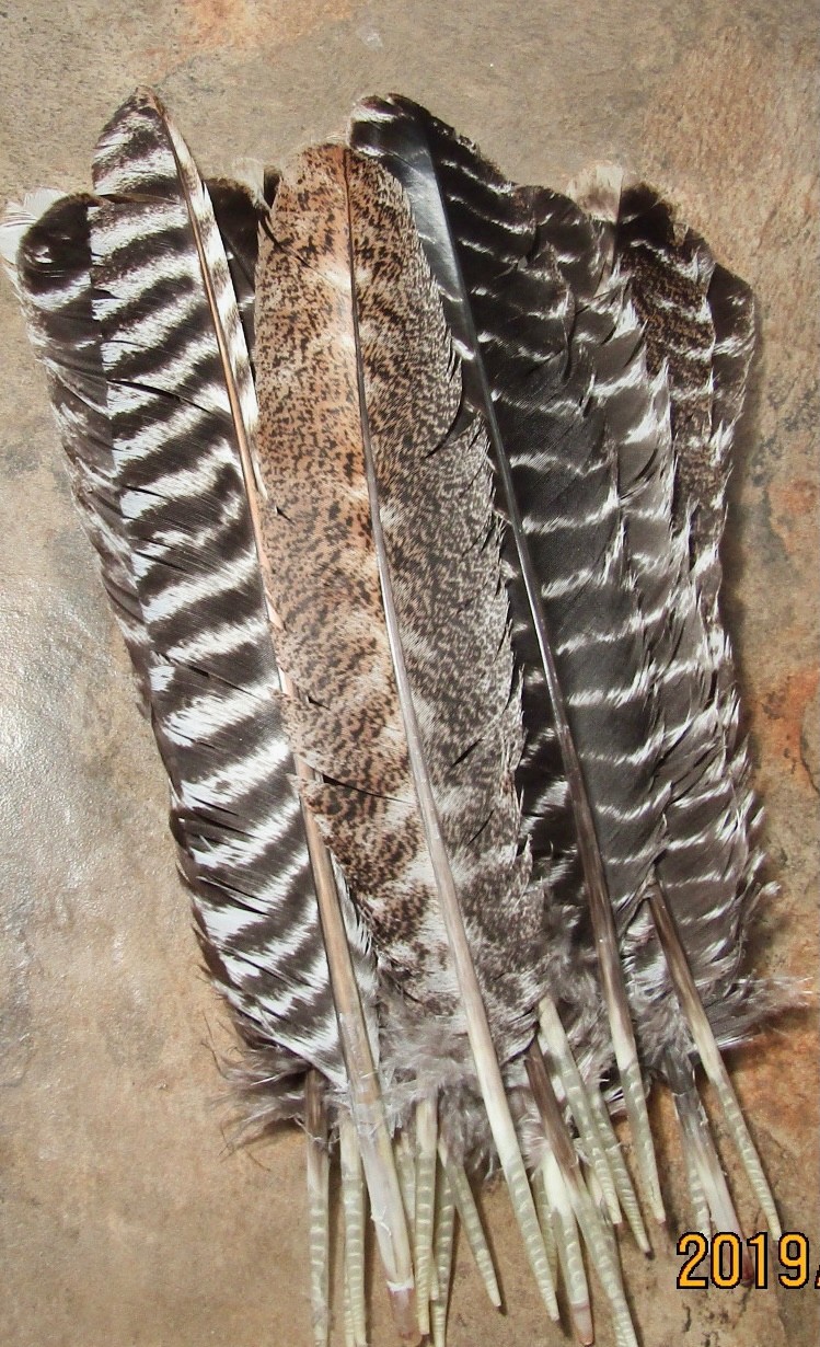 Lot of 15 BRONZE TURKEY QUILLS/FEATHERS