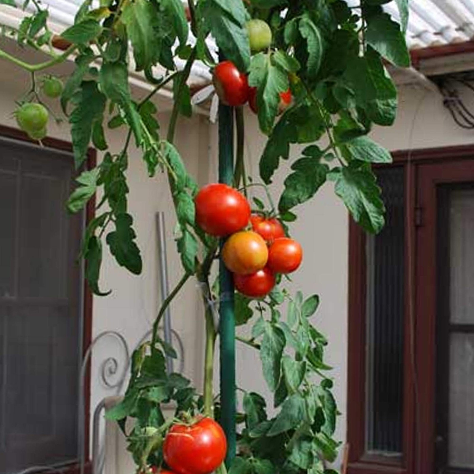 Xiny Tool Garden Stakes, 25 Pack 4 Ft Steel Plant 48 Inch, Green