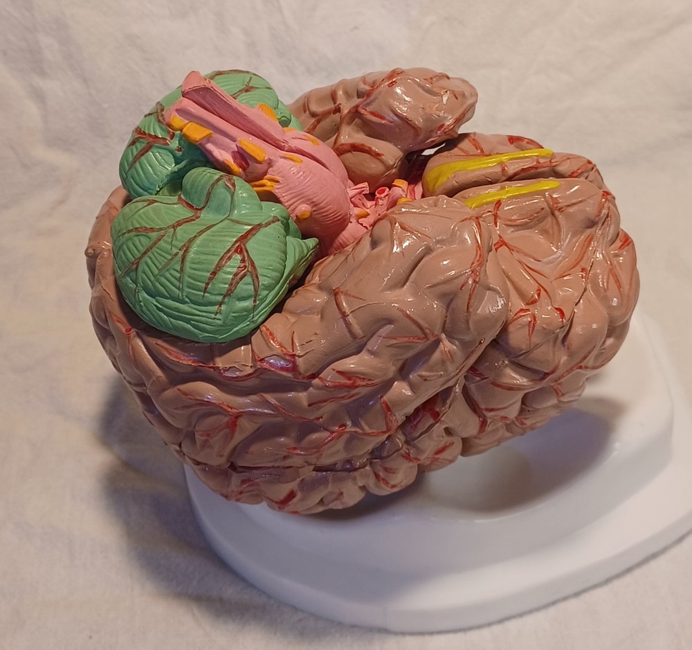 Human Brain Anatomically Sized Model Teaching Study Display Medical Science -Z
