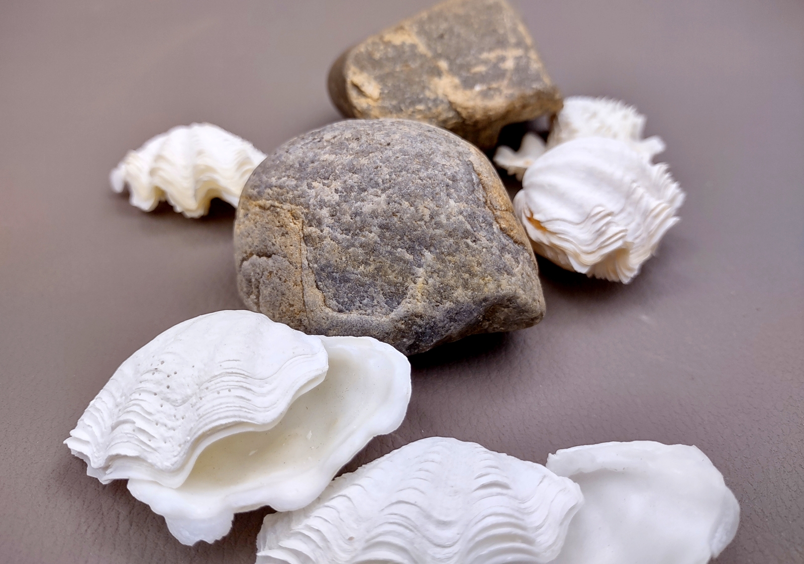 Mini Derasa Clam Seashell White Tridacna Derasa (1 shell approx. 1+ inches)