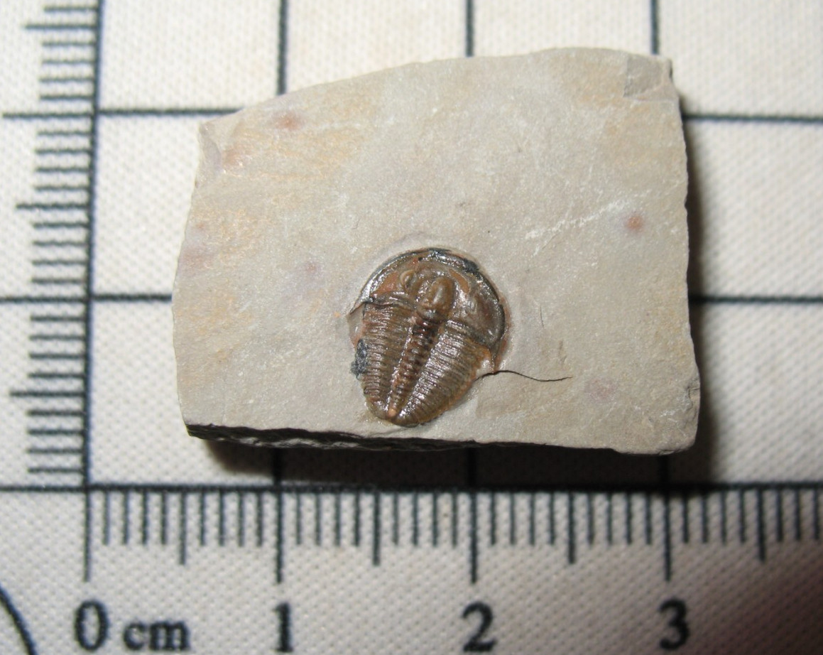 Cambrian Elrathia kingi trilobite fossil Wheeler Shale a little gem #G1