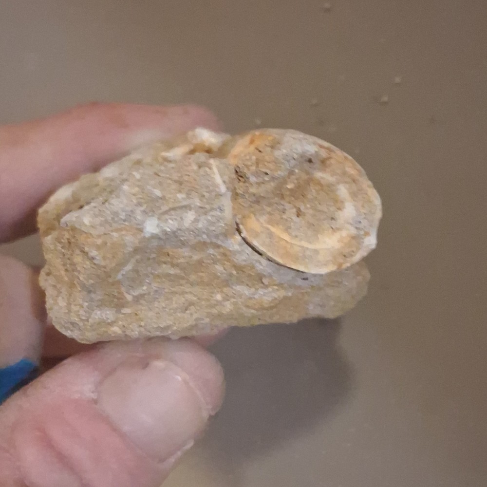Fossilized Dinosaur Tooth Embedded in Matrix Prehistoric Fossil Specimen