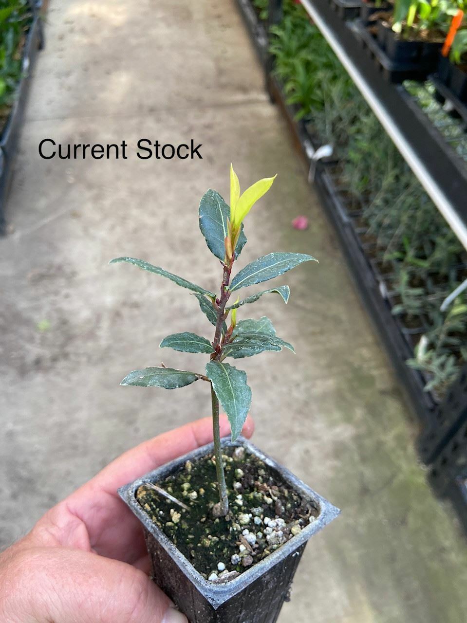 Laurus nobilis - 'Bay Leaf Tree' - Bay Laurel or Sweet Bay