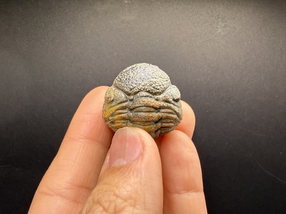 Enrolled Moroccops Trilobite
