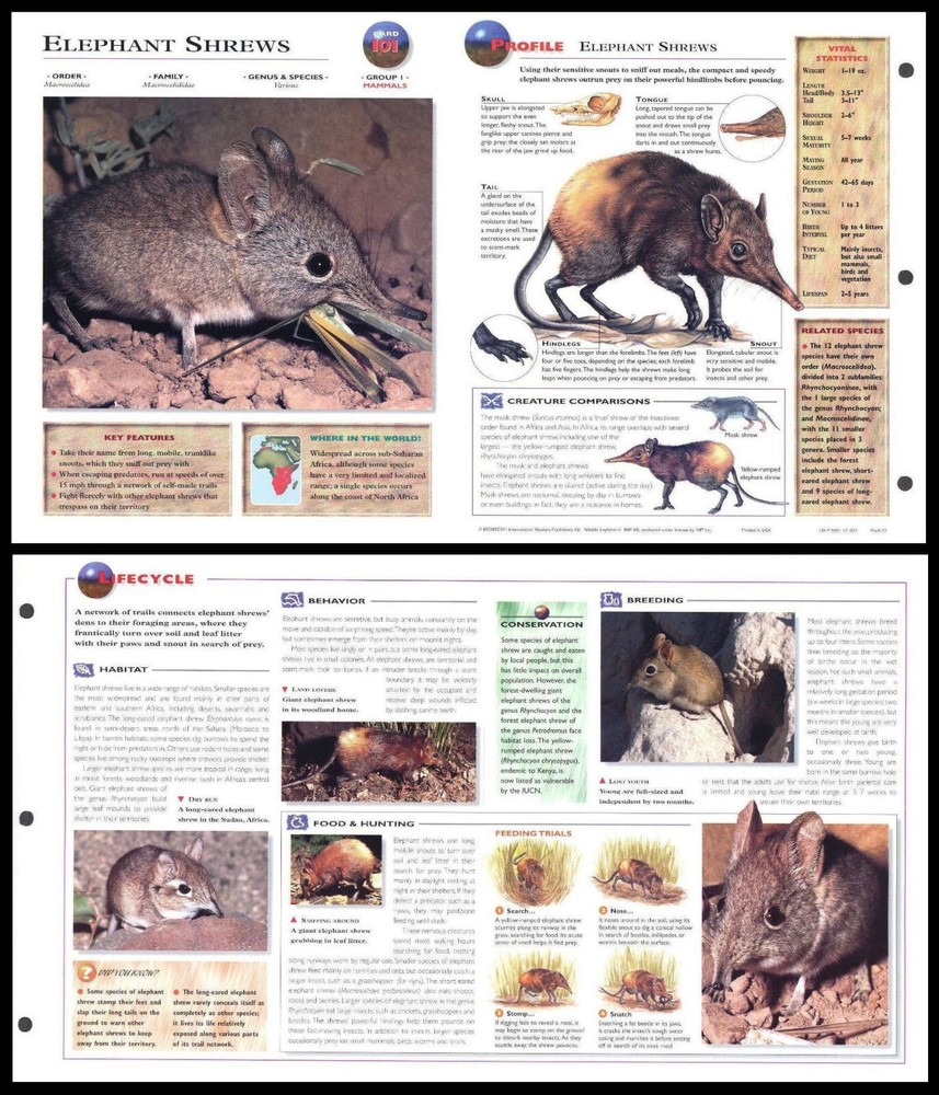 Fold-Out Sheet - Elephant Shrew - 101