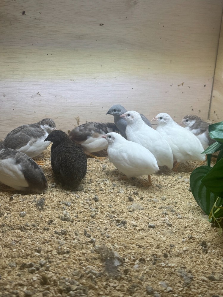 60 Button Quail Hatching Eggs Multiple Colors. Ships out after next week 12/12