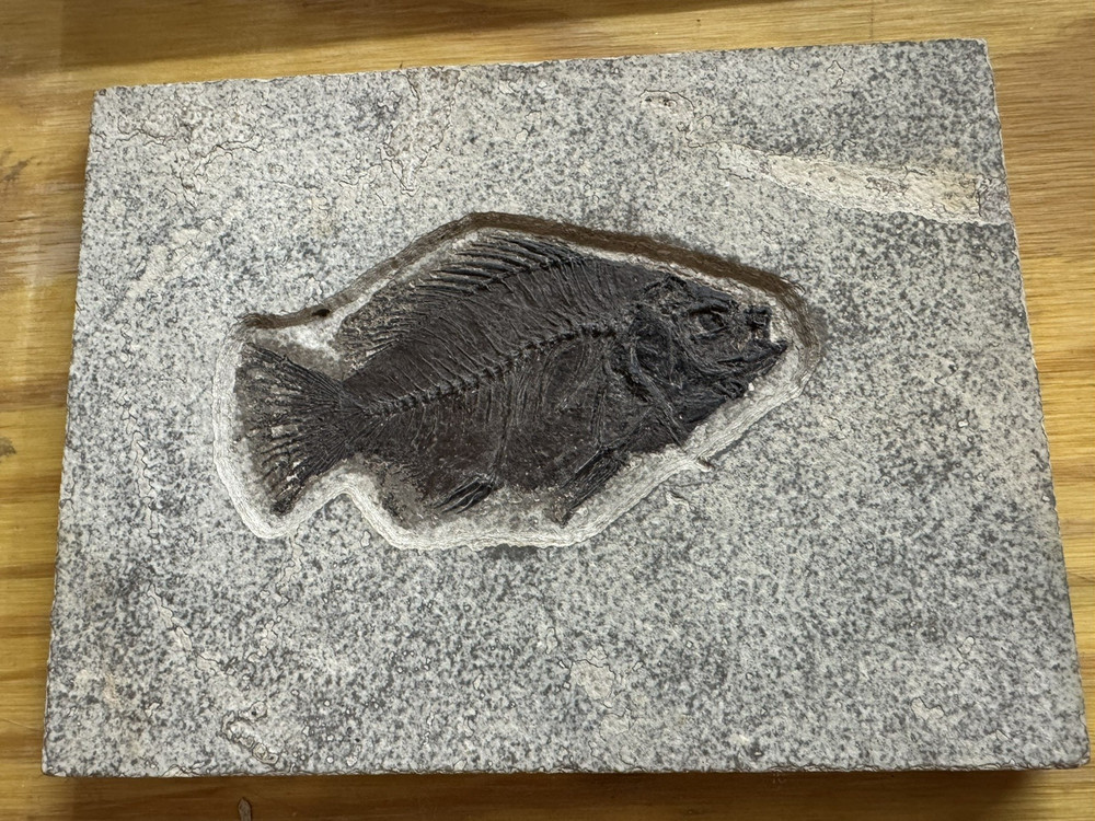 Priscacara 5 inch Fossil Fish