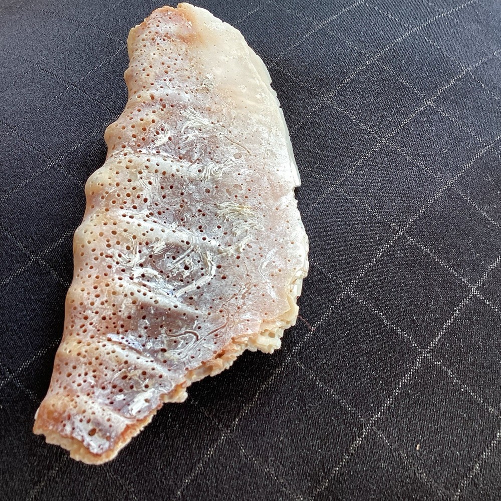 Piece Of Large Shell 7” Long