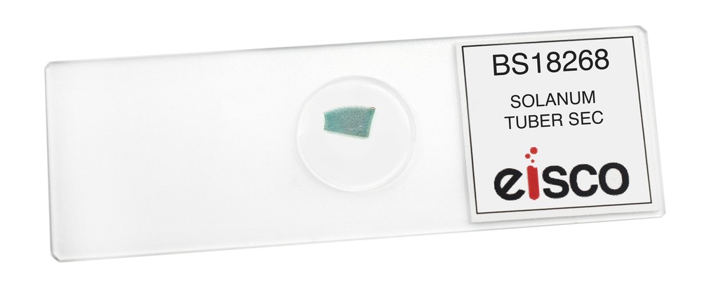 Solanum Tuber Section - Prepared Slide - 75x25mm - Eisco Labs