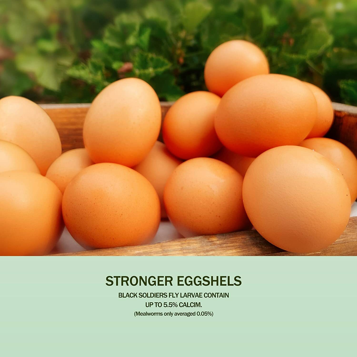 22 LBS Dried Black Soldier Fly Larva High Calcium Treats for Chickens Birds