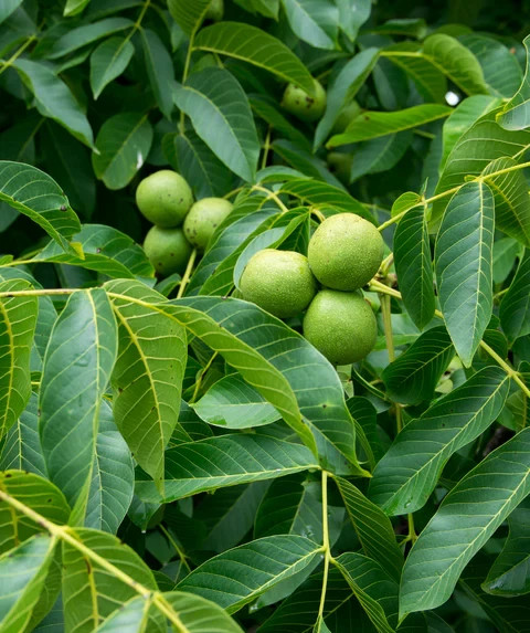 2 Black Walnut Tree Bare Root /Juglans Nigra American
