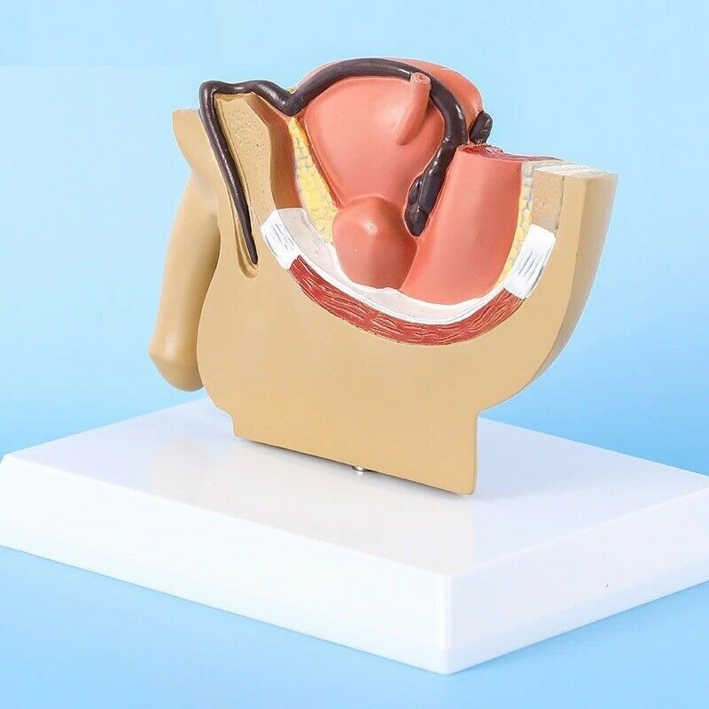 Male Pelvis Anatomy Model Testis Prostate Urinary System Teaching Educational