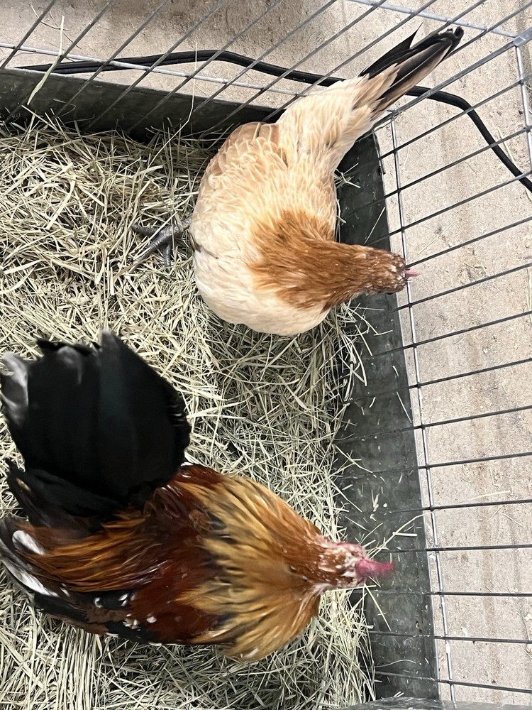 6++ Serama Hatching Eggs