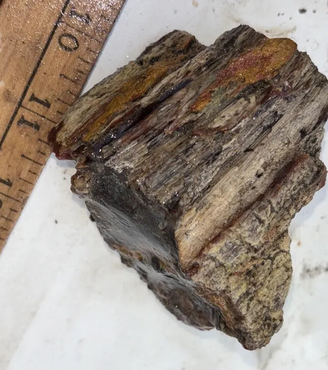 Silver Creek Junction petrified wood
