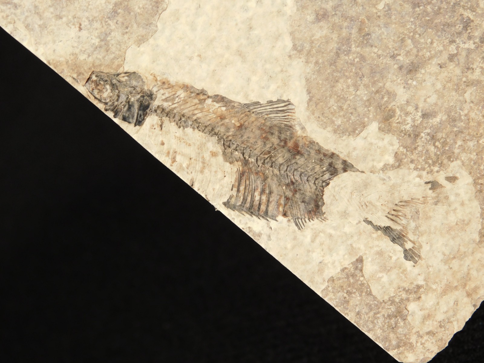 THREE! 50 Million Year Old Knightia FISH Fossils From Fossil LAKE Wyoming 355gr