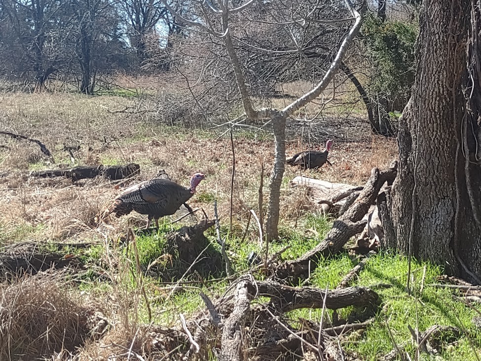 6 Eastern Turkey eggs. Ready to ship now!