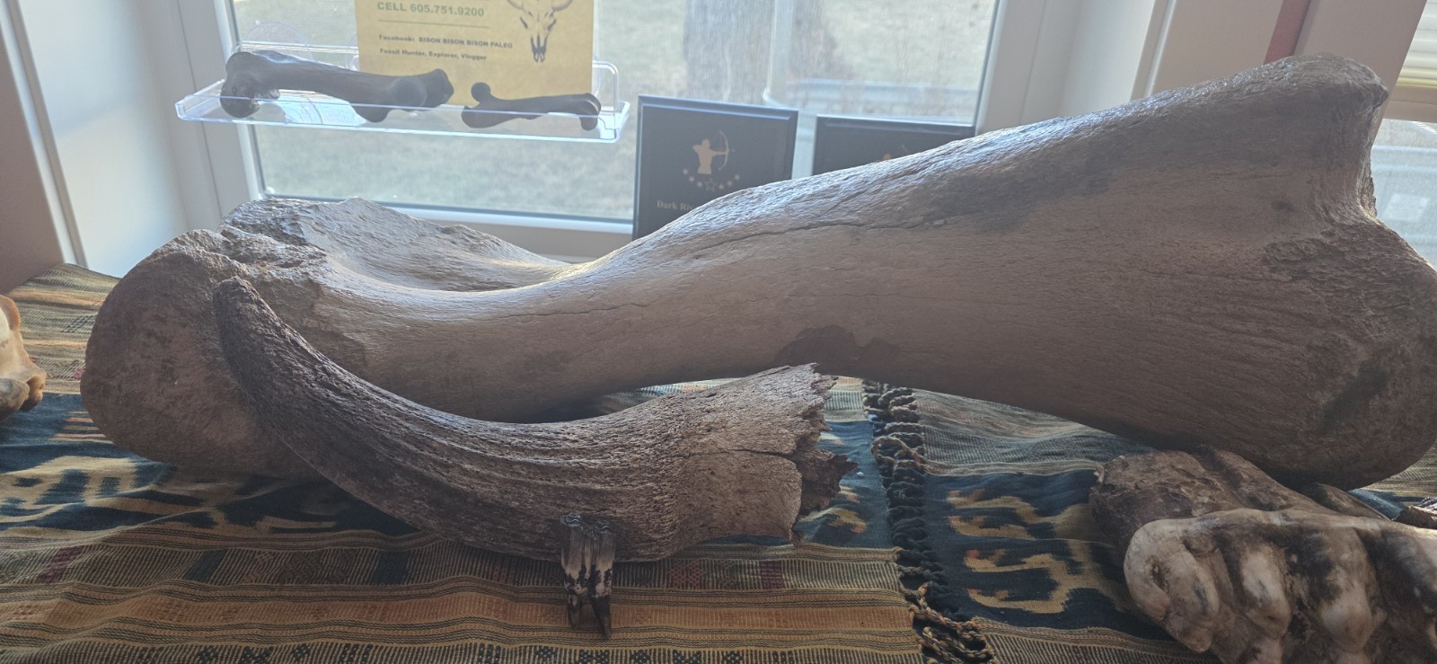 Large Bison Antiquus 1/4 Skull!  32"