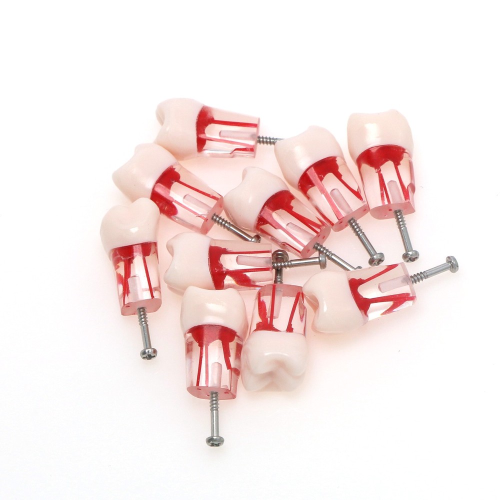 26# (UL6 First Molar) Training Models for Root Canal Procedures Dental Endo Root