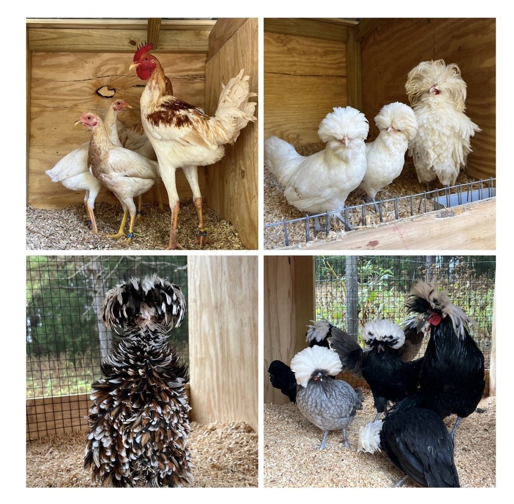 6+ Assorted Hatching Eggs from our Exhibition Stock