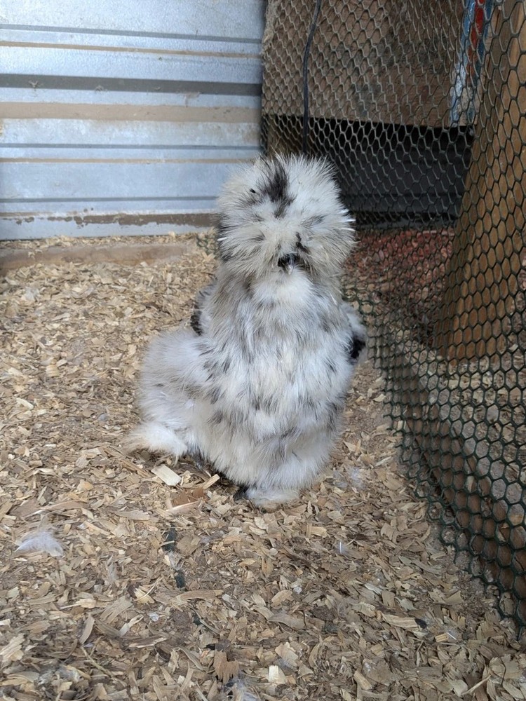 12 Quality Buff & Paint Eggs NPIP