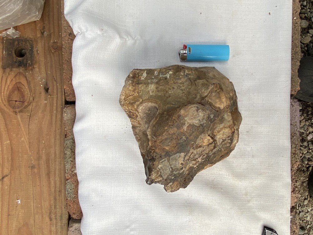 Fossilized And Opalized Fossils