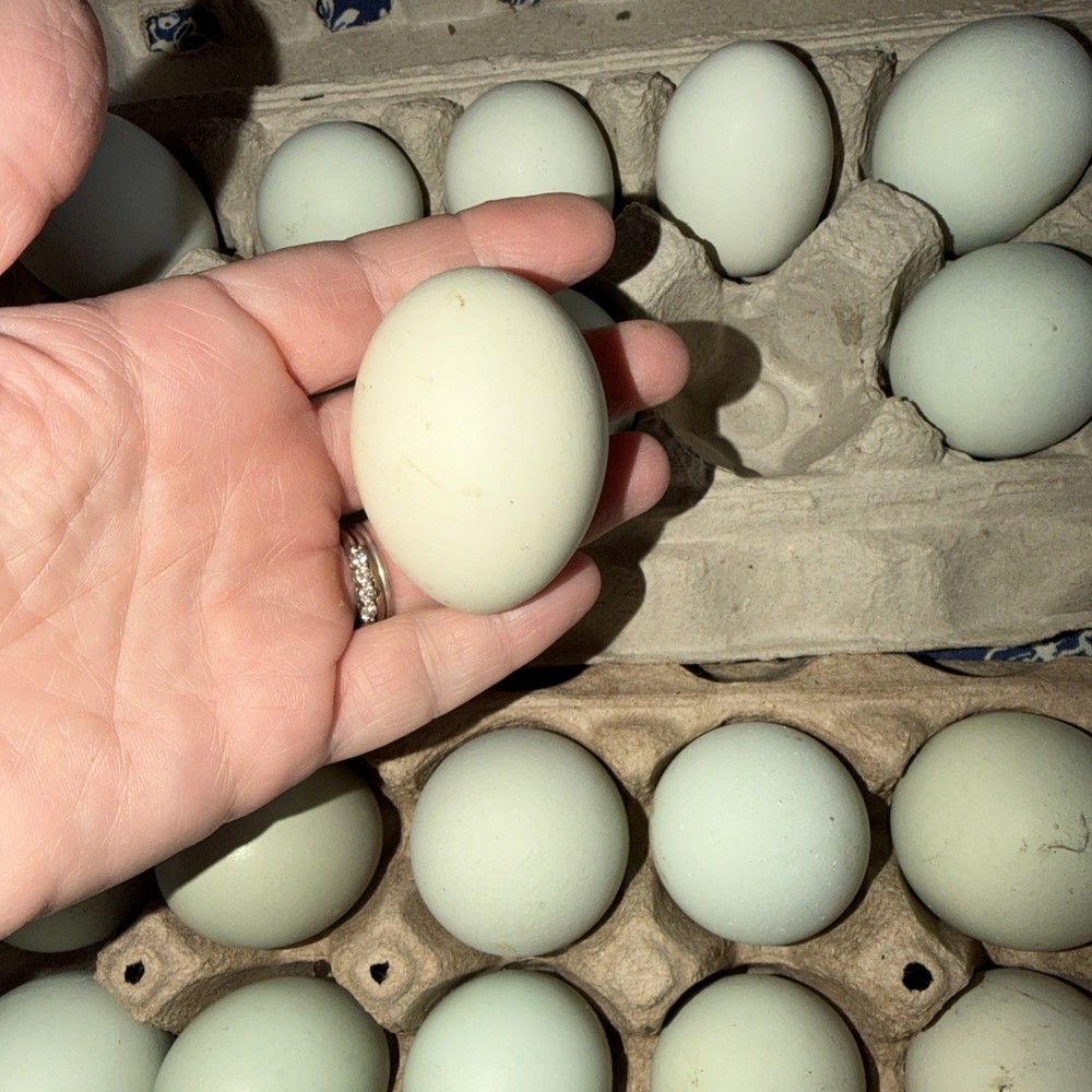 12 Purebred Ameraucana HATCHING EGGS Blue Egg Layer