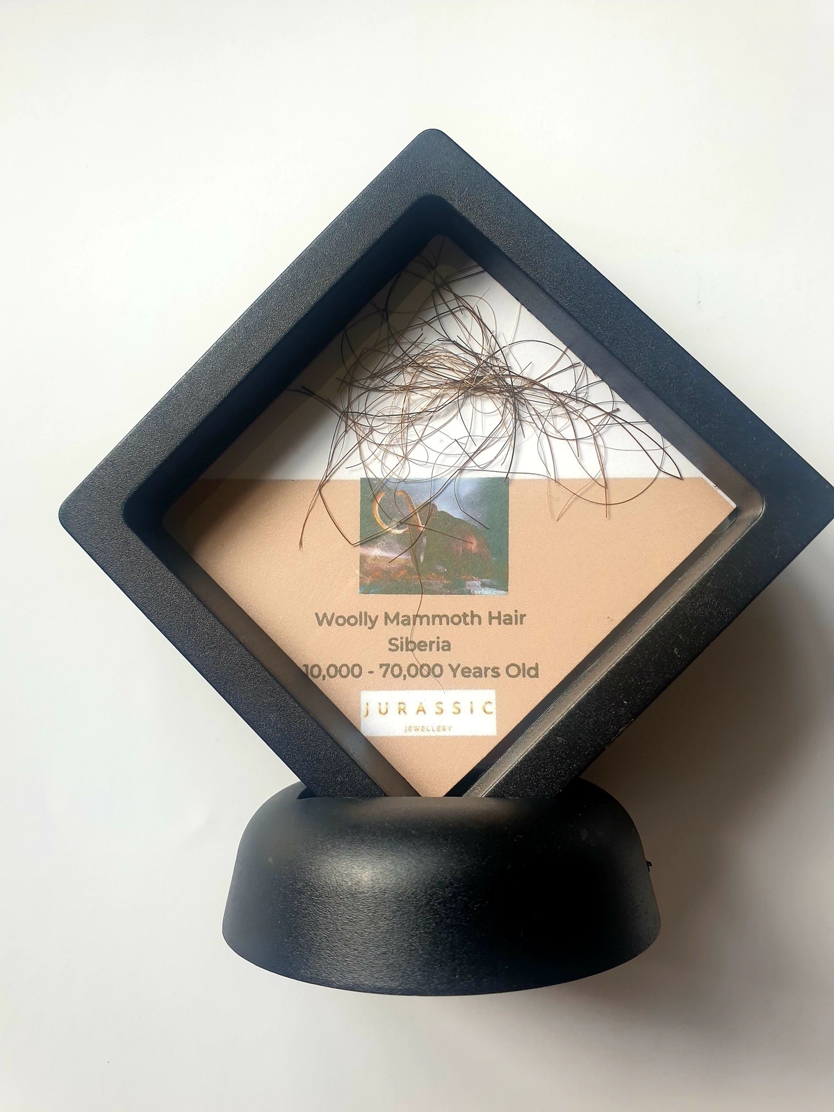 Woolly Mammoth Hair Display Frame - NEW STYLE FRAME