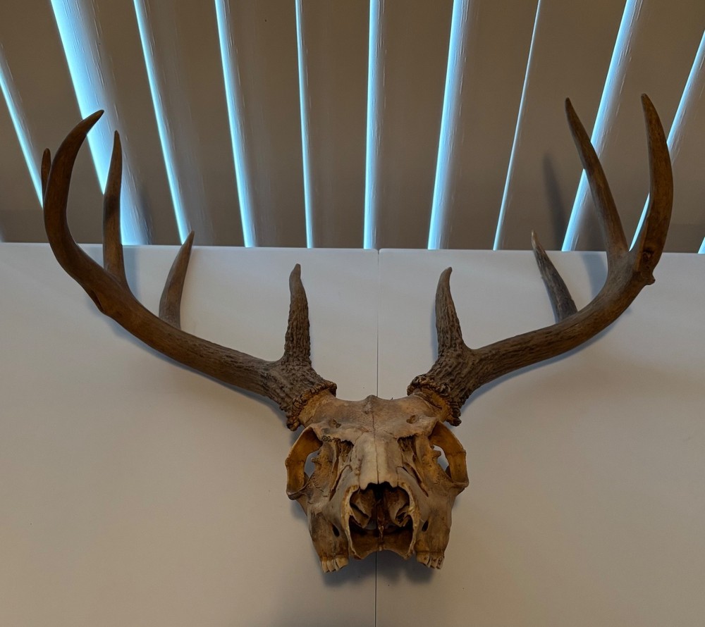 heavy 9 pt whitetail skull