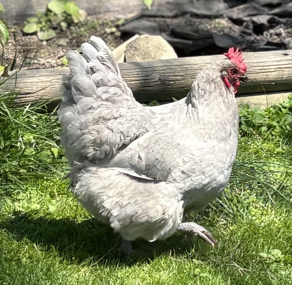 Lavender Orpington hatching eggs (12 Eggs)