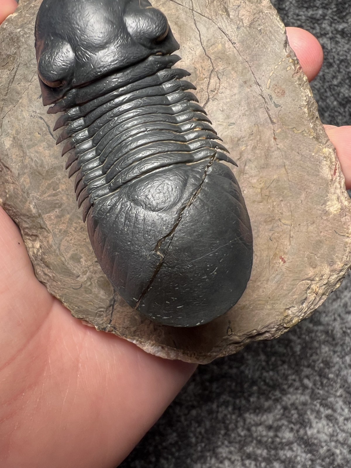 Paralejurus Trilobite Fossil – Flying Preparation with Rare Yellow Eyes