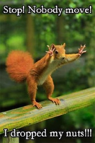 Funny Squirrel  refrigerator magnet 3 1/2 x 4 1/2