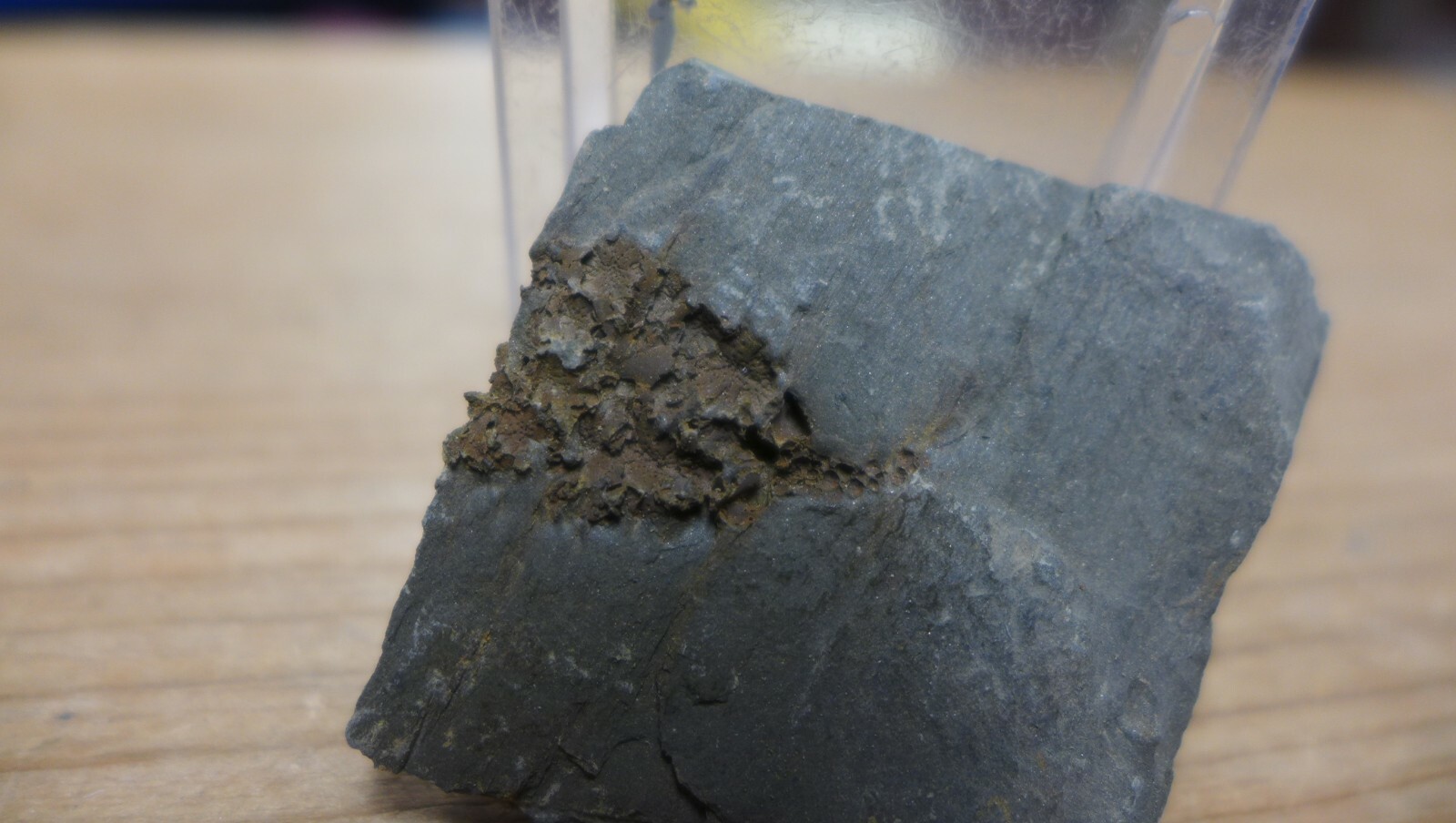 GEOLOGICAL ENTERPRISES Cambrian fossil echinoderm Gogia Palmeri Idaho