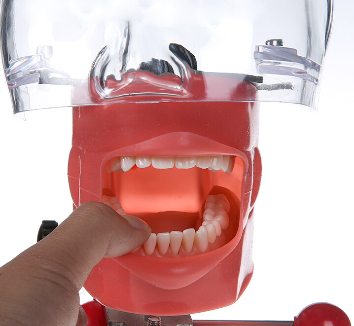 Dental Simulator Phantom Head Model for Education Dentist Training Practice