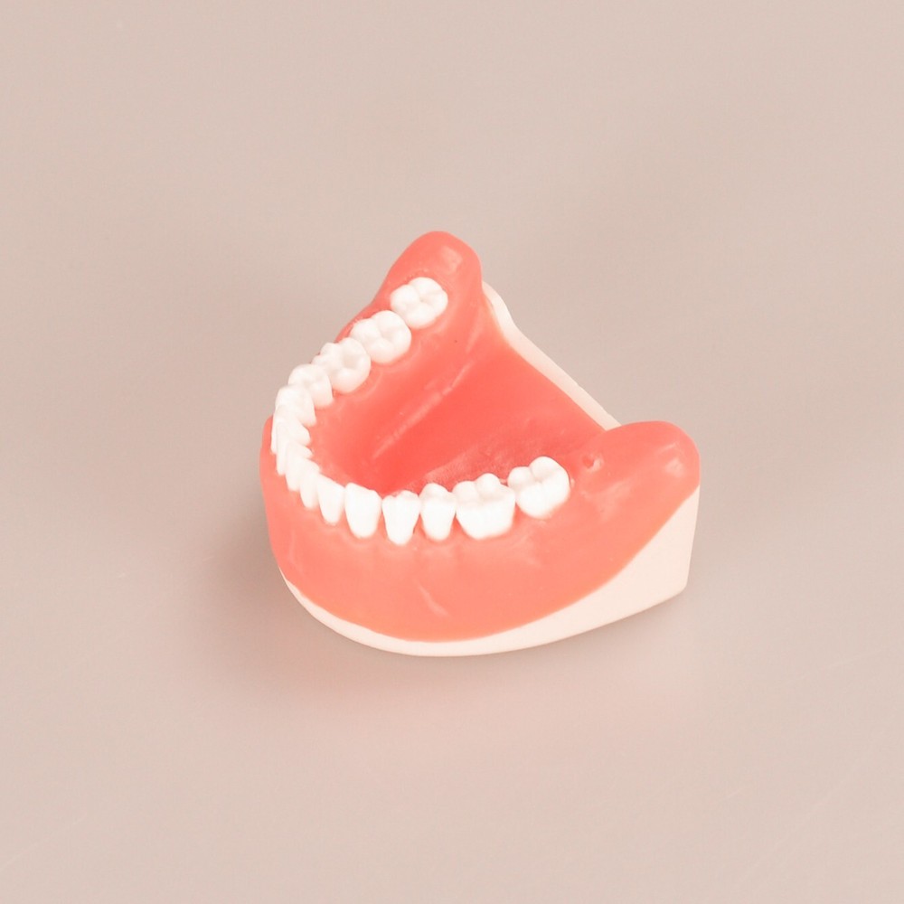 Maxillary+mandibular Tooth Extraction Practice Model Dental Typodont Teeth